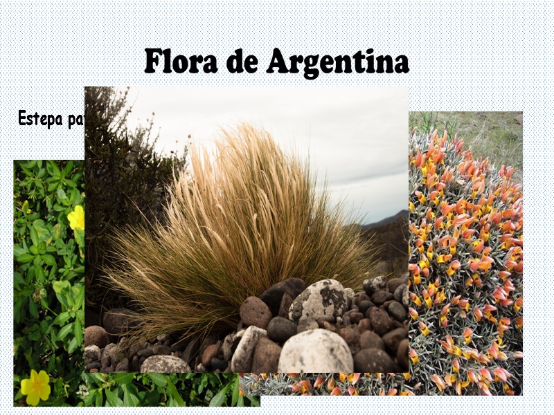 Flora de Argentina Estepa patagónica